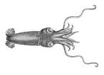 File:Bathyteuthis abyssicola.jpg - Wikimedia Commons