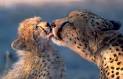 AWF: Wildlife: Cheetah