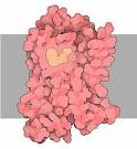 RCSB PDB-