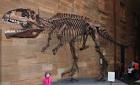 Giganotosaurus - Land Before Time Wiki - The Land Before Time ...
