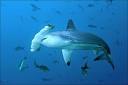 Hammerhead Shark - Animal Crossing City, the Animal Crossing wiki