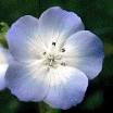<b>HYDROPHYLLACEAE</b> - The
