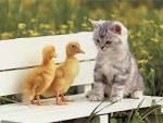 Fotos de Gatos - Fotografias de gatitos. Fotos de gatitos, Fotos ...