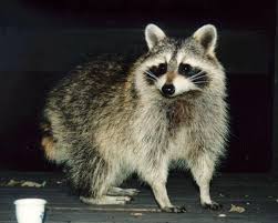 Image result for raccoons awake at night
