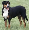 Greater Swiss Mountain Dogs: What's Good About 'Em? What's Bad About '