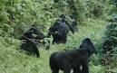 The Africa Adventure Company Bwindi Impenetrable Forest National Park