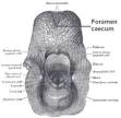 Foramen cecum (tongue) - Wikipedia, the free encyclopedia