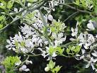 File:<b>Poncirus</b> trifoliata1.jpg