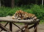 resting