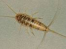 Introduction to the Thysanura