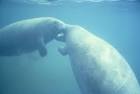 Two west Indian manatee - via Daymix