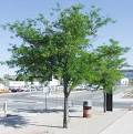 Gleditsia triacanthos