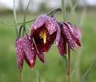 The Snakes Head Fritillary. Fritillaria melagris, the county flower of - via Daymix