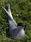 NU2135 : Arctic Tern - via Daymix