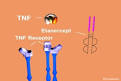 Etanercept (Enbrel), Tumor Necrosis Factor Receptor (TNF) and a 3D ...