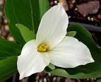 White <b>Trillium</b> grandiflorium Snow <b>Trillium</b> Plants