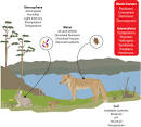Mr G's Environmental Systems » 2.1. 1: Biotic and Abiotic.