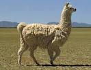llama | mammal | Encyclopedia Britannica