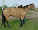 Quiz  what colour horse would you be     Bridlepath