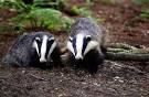 Two badgers emerging from