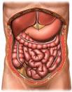 Acute Abdomen | Lifescript.