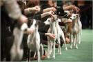 Westminster DOG SHOW | Funny Pet Wallpapers - Cute pet, funny pet ...