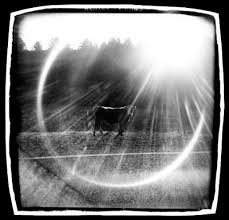 Michelle Bates – Quirky Holga - holycow