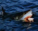 THE MOST DANGEROUS SHARK