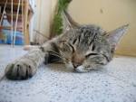 File Sleeping catjpg   Wikipedia the free encyclopedia