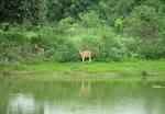 File:Cheetal (spotted deer) at Van Vihar National Park.jpg ...