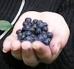 Bilberry - Wikipedia, the free encyclopedia