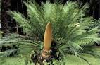 <b>Cycadophyta</b> have large cones