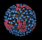 <b>Human Influenza</b>