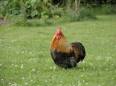 Factory Farming Facts the Food Industry   Important Policy News