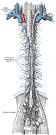 <b>Thoracic duct</b>