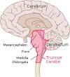 brain stem - Wiktionary