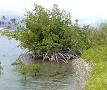 <b>Rhizophoraceae</b>