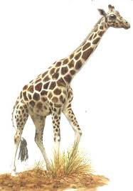  dans GIRAFE