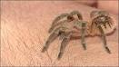 BBC NEWS | UK | England | Suffolk | Tarantula found in store grapes