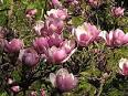 <b>Magnolia</b> - Wikipedia, the free