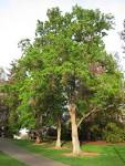 <b>Sapium</b> sebiferum.jpg