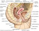 clitoris: female reproductive system -- Britannica Online Encyclopedia