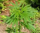 MARIJUANA-Cannabis sativa | Herbs For Life