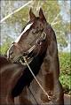 http://cdn.bloodhorse.com/images/content/devils_bag_1999_bdl.jpg