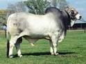 http://4.bp.blogspot.com/-7-BwogaPClw/TqKbrVGbB9I/AAAAAAAACLQ/hd9oQHDPoBY/s400/brahman-cattle.jpg