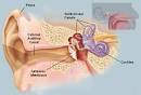 The Ear (Human Anatomy): Picture, Function, Definition, Conditions ...