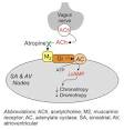 CV Pharmacology: Atropine (Muscarinic Receptor Antagonist)