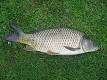 220px-Cyprinus_carpio.jpeg