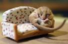 Animal pictures 
of the week: 1 ...