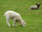 Is that the black sheep of the family? - via Daymix